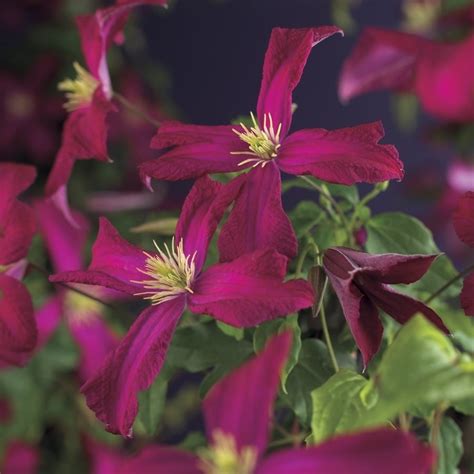 Tarhaviinikärhö Clematis Viticella `mme Julia Correvon`