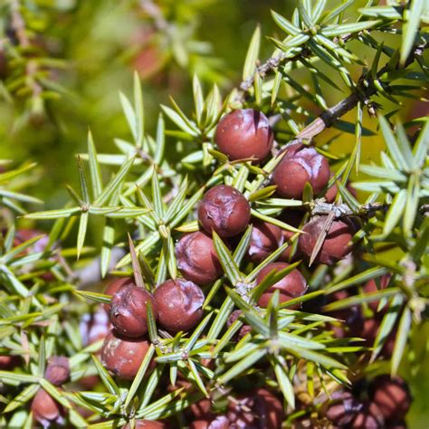 Are Juniper Berries Really Poisonous?