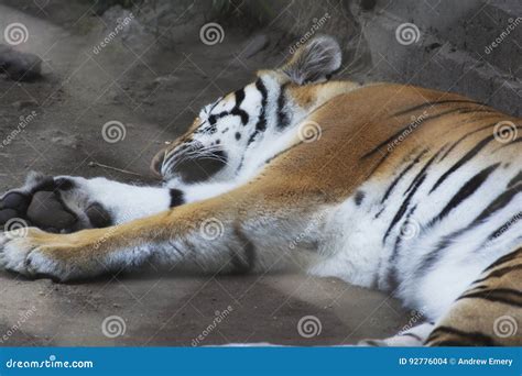 A tiger sleeping in a zoo stock photo. Image of sitting - 92776004