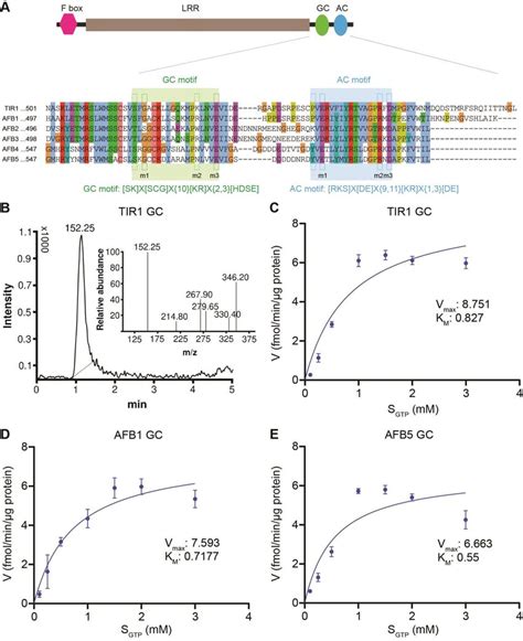 Tir Afb Auxin Receptors Have Gc Activity A Simplified Scheme