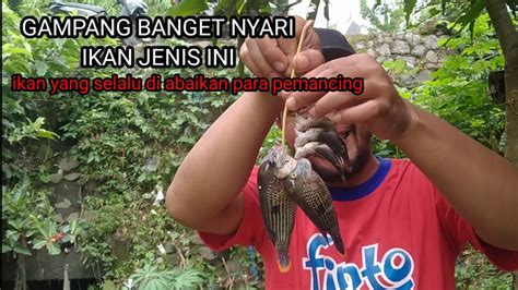 IKAN INI SELALU DI ABAIKAN PARA PEMANCING PADAHAL SAMBARAN NYA GAK