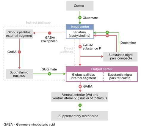 Basal Ganglia Anatomy Concise Medical Knowledge