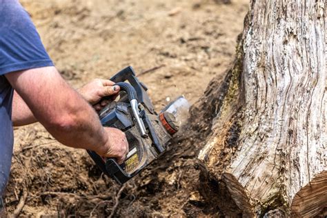 Our Guide to DIY Tree Stump Removal