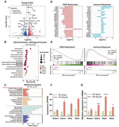 Ijms Free Full Text Unraveling The Role Of Rnase L Knockout In