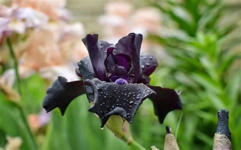 7 Black Flowers To Add A Moody Vibe To Your Garden Lifebei