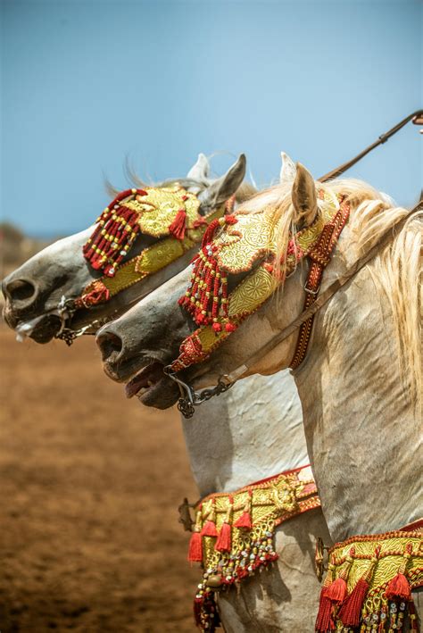 Picky Blinders Photos, Download Free Picky Blinders Stock Photos & HD