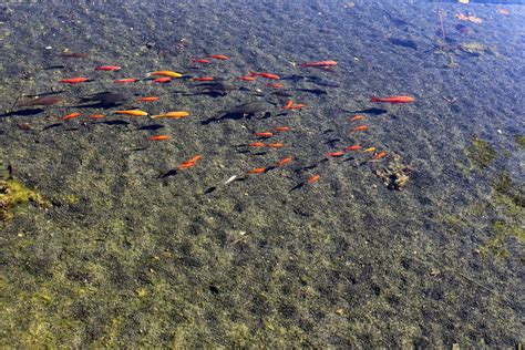 A flock of small red fish in a freshwater lake. 10011341 Stock Photo at ...