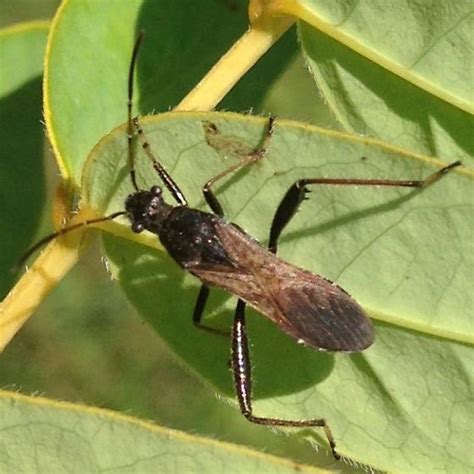 Unknown Broad Headed Bug Alydus Bugguide Net