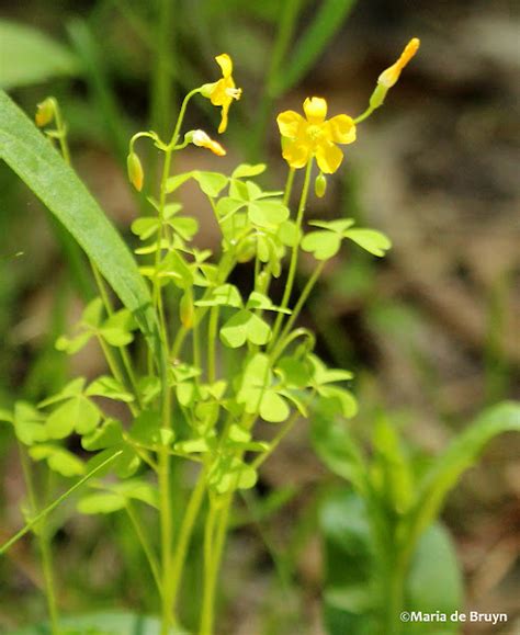 Slender Yellow Woodsorrel Project Noah