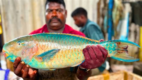 KASIMEDU SPEED SELVAM RARE PARROT FISH CUTTING IN KASIMEDU HD