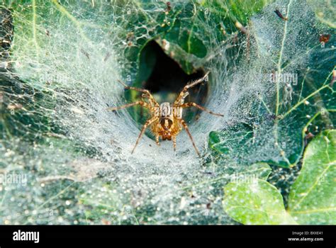 Usa Kentucky Louisville Grass Spider In Funnel Web Agelenopsis Sp