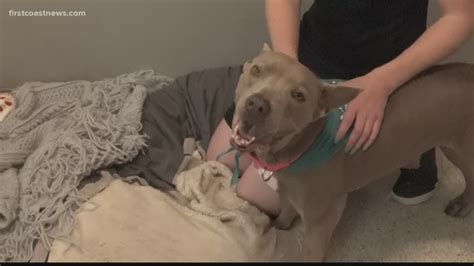 Jacksonville Humane Society Steps In To Help Rescue Sexually Abused Dog