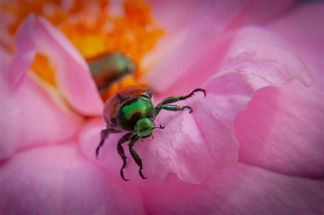 Beetle Flower Pink - Free photo on Pixabay - Pixabay