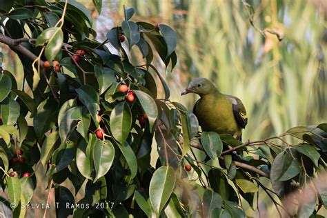 Philippine Green Pigeon Tonjiandsylviasbirdlist