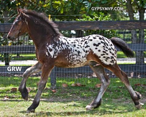 Bay Spotted Blanket Gypsy Horsetinker X Friesian Colt Lone Star