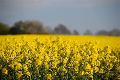 Canola Brassica Napus