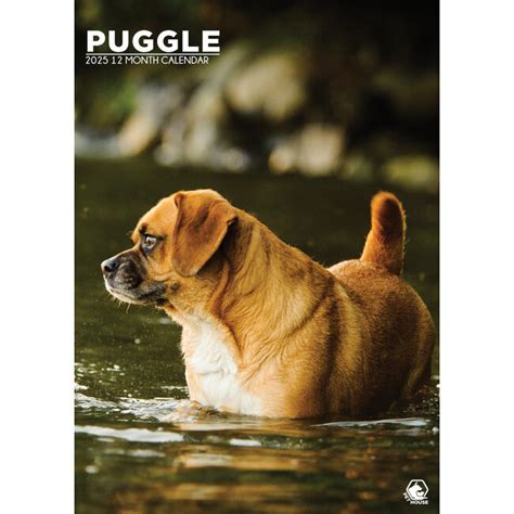 Buying Puggle A Calendar Order Online Quickly And Easily