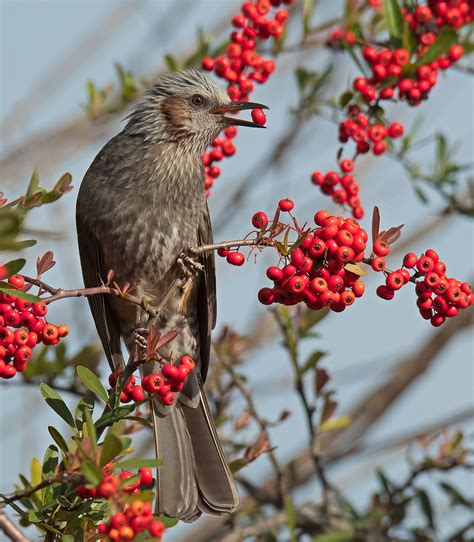 Brown Eared Bulbul Mike Friel Flickr