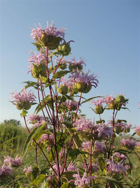 Wild Bergamot - Native Connections