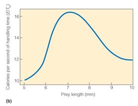 Optimal Foraging Flashcards Quizlet