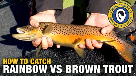 How To Catch Rainbow Vs Brown Trout Trout Fishing Fishful Thinker Tv