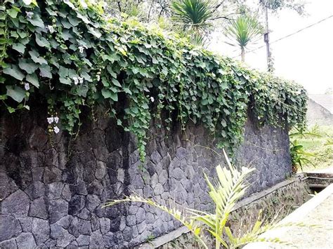 Memperindah Pagar, Dinding, Pergola Dengan Tanaman Rambat Berbunga ...