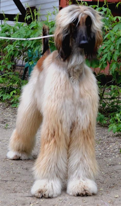 Afghan Hound Rescue Virginia - Pets Lovers