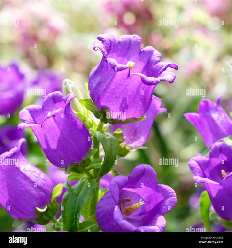 Purple Canterbury Bells Flowers Stock Photo Alamy