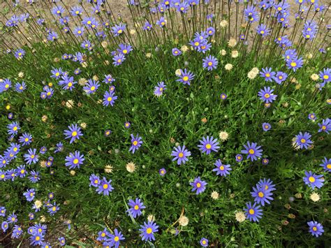 Felicia Amelloides Blue Marguerite