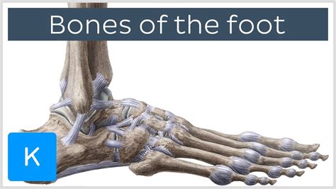 Quiztest Ligaments Of The Foot Kenhub