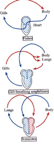 Comp Vert Anatomy Exam 3 Flashcards Quizlet