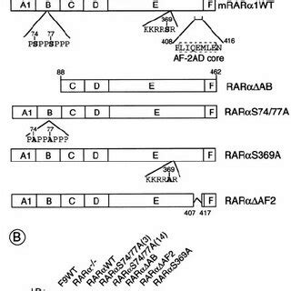 Schematic Representation Of The Constructs Used To Generate The Various