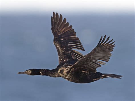 Pelagic Cormorant