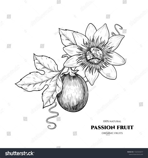 17.933 Passion Flower Hand Drawn Images, Stock Photos & Vectors