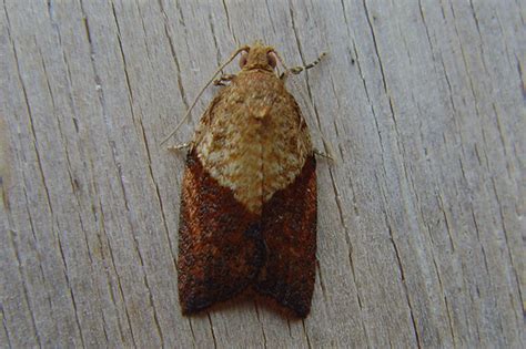 Common Garden Micro Moth Identification