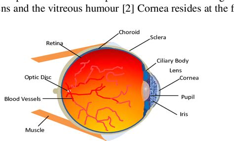 Schematic diagram of a human eye [3] | Download Scientific Diagram