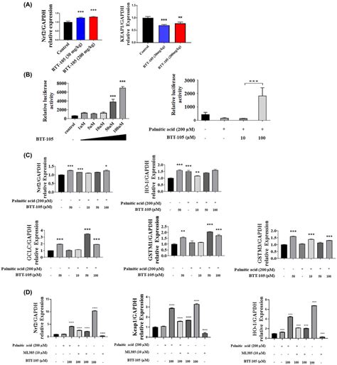 BTT105 Activated Nrf2 Signaling In Hepatocyte A Levels Of Nrf2 And