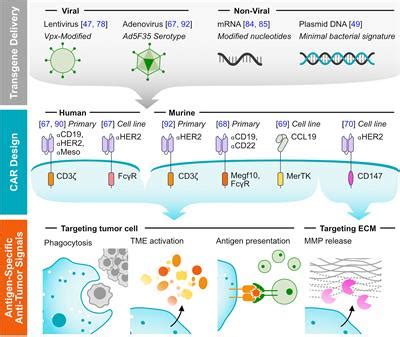 Frontiers Engineered Car Macrophages As Adoptive Immunotherapies For