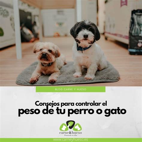 Consejos Para Controlar El Peso De Tu Perro O Gato Carne Y Hueso