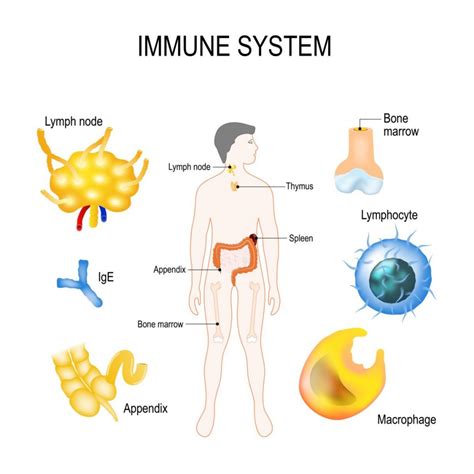 Labeled Immune System Diagram For Kids Diagram Media | Images and ...