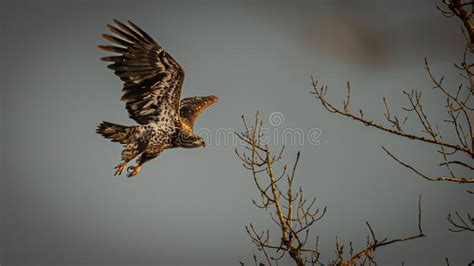 Golden Eagle Flying in the Nature Stock Image - Image of hunter, closeup: 256531333