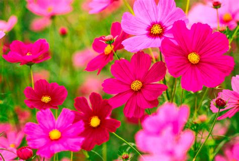 Cosmos Fleur Semis Et Plantation Facile En Tapes D Tente Jardin