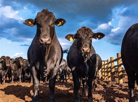 Mercado Do Boi Gordo Em Queda Confira Cota Es