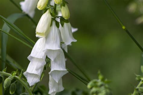 300+ Free Foxglove & Nature Images - Pixabay