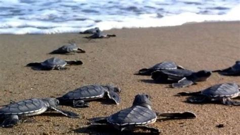 Huge rise in the number of caretta caretta sea turtles in Greece | Neos ...