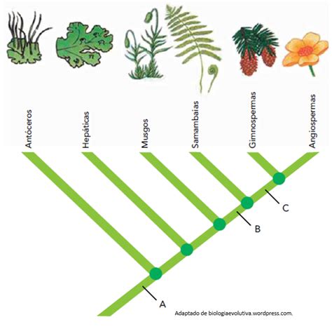 UERJ 2015 1º exame prova de biologia resolvida