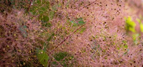 Bright Flowering Smoke Bush Photo Cotinus Coggygria Blossom Bush