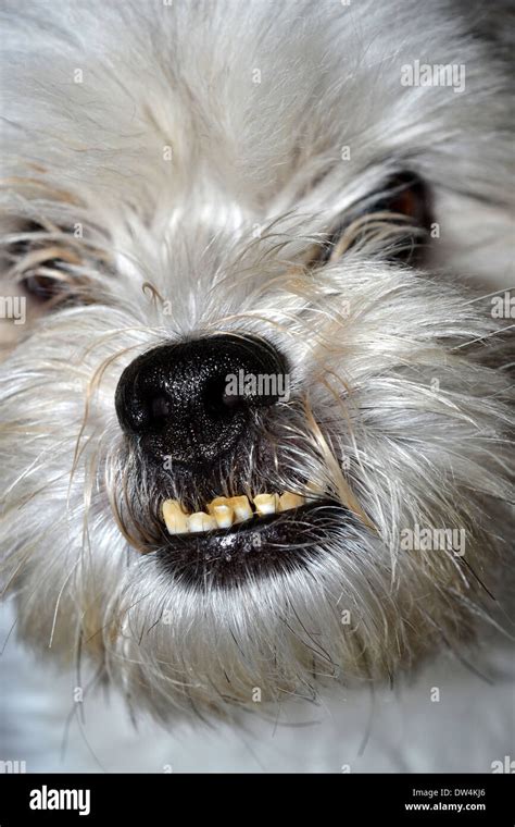 Do All Shih Tzus Have An Underbite