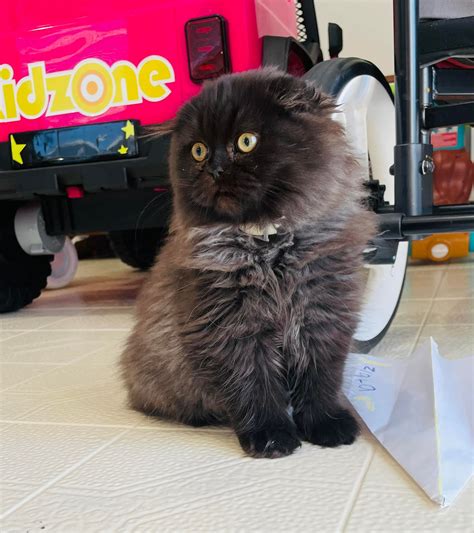 Kittens-NYC | New York NY