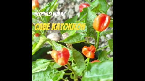 cabe katokkon ekstra pedas youtube